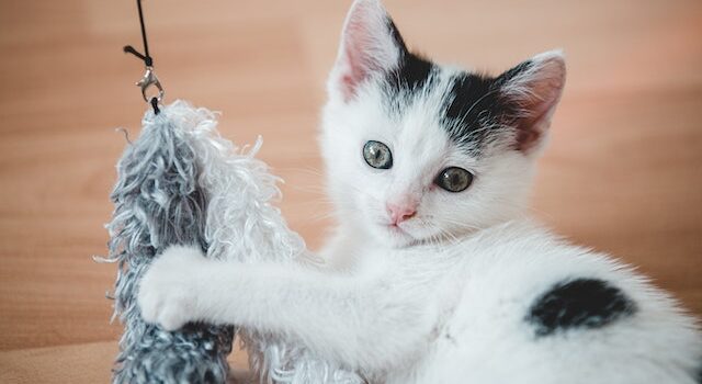 Did you know that domestic cats… ?