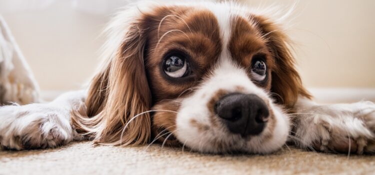 A guilty look doesn’t mean a dog’s guilty