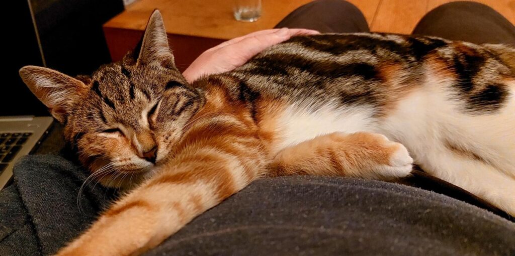 blije kat