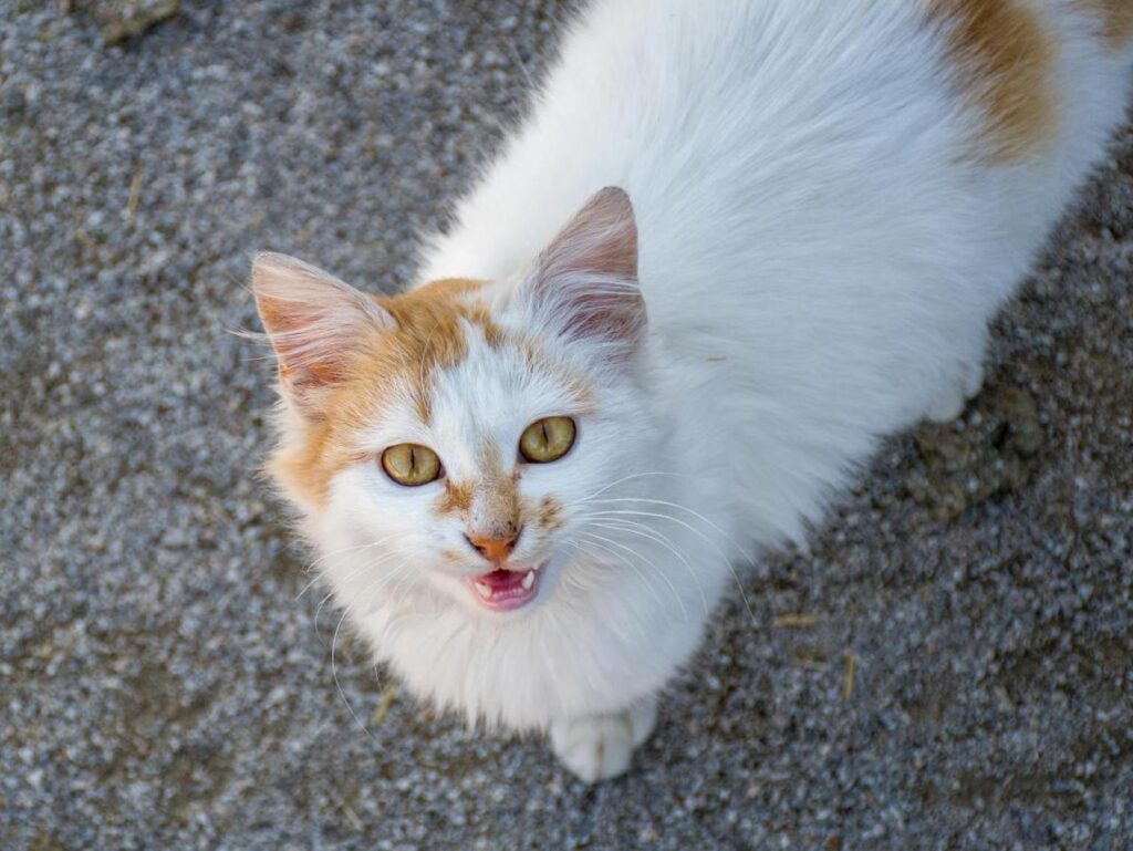 meowing cat