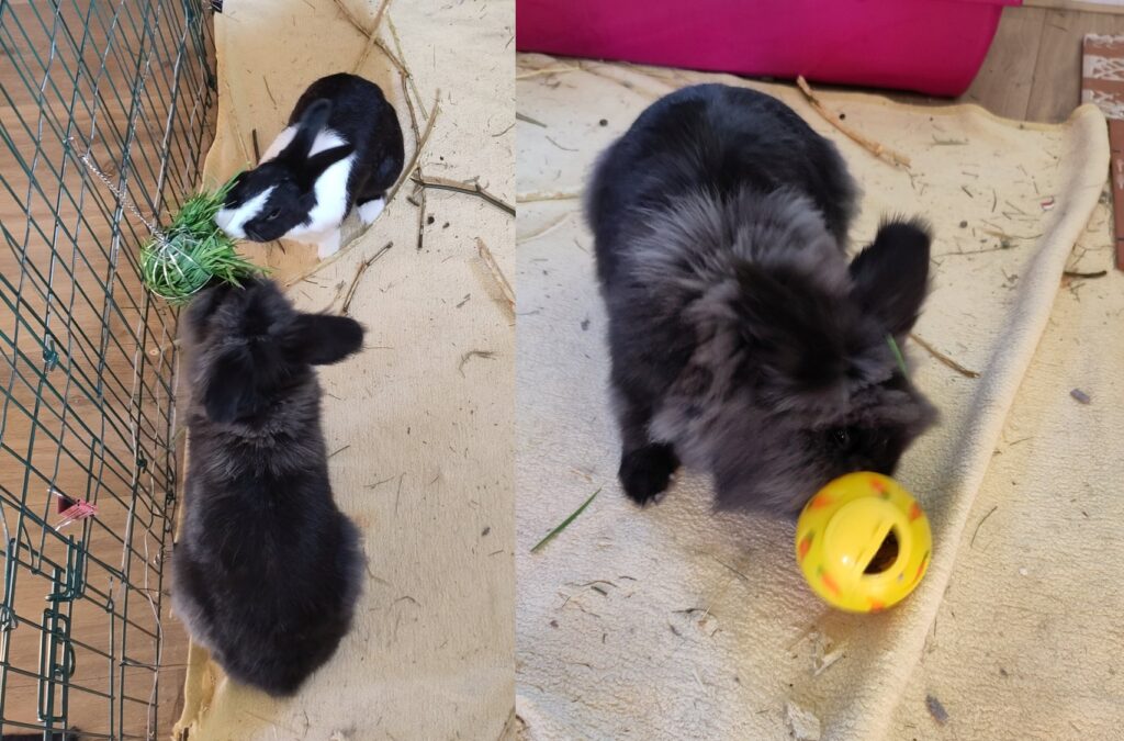 Foor enrichment for rabbits
