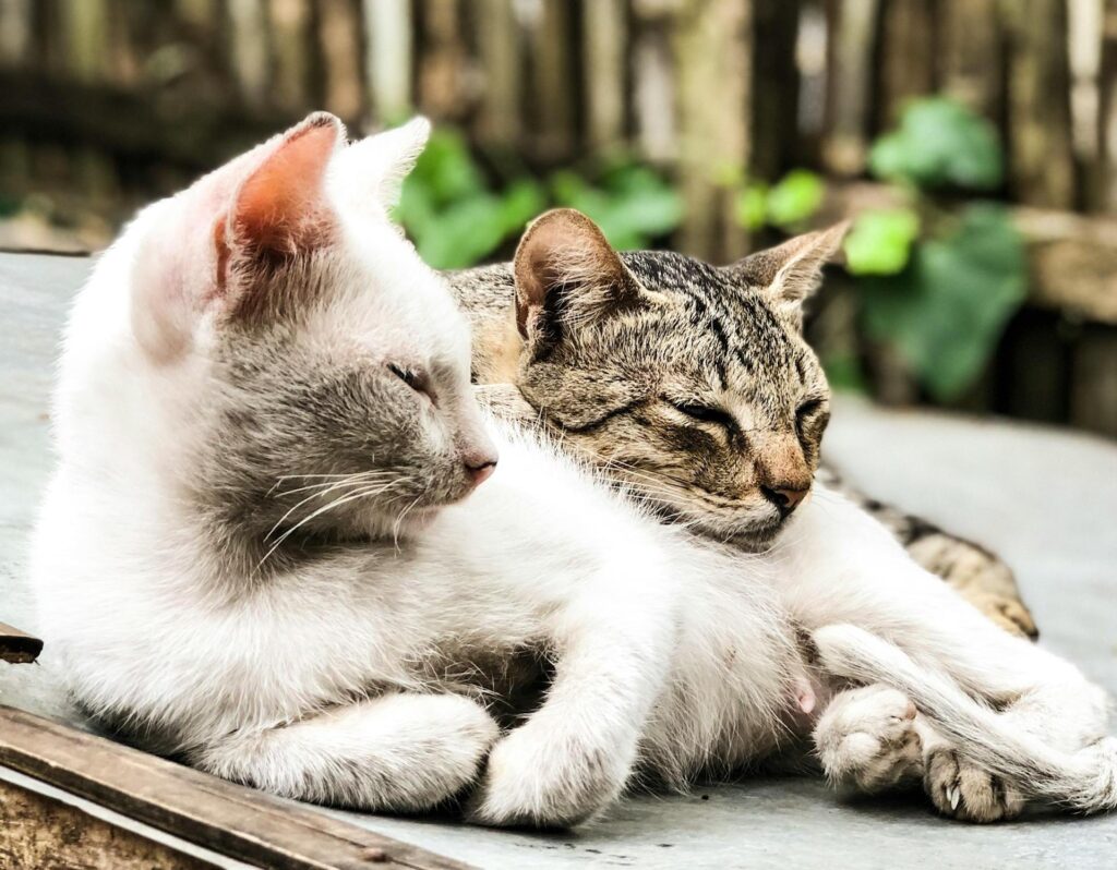 Cats resting together