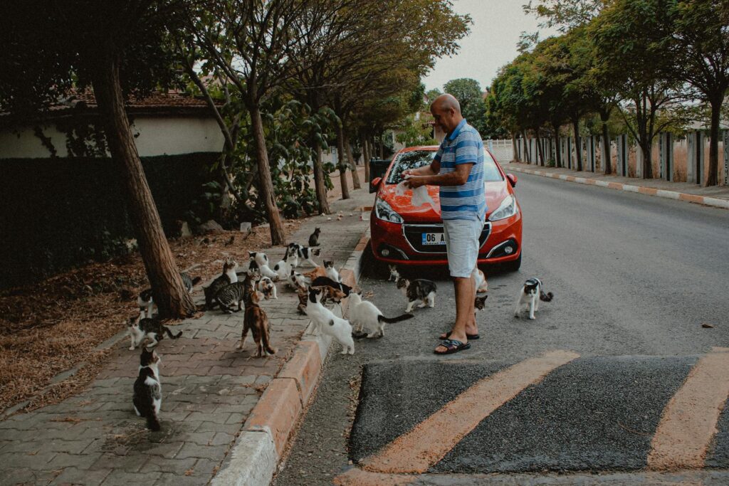 person feeding cats