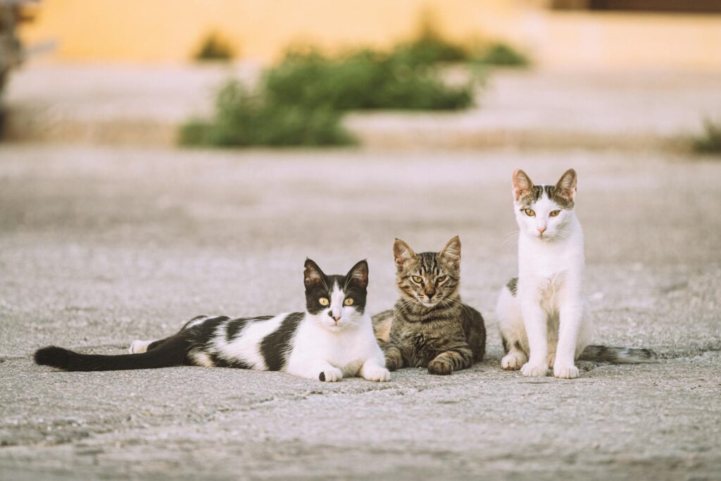 cats