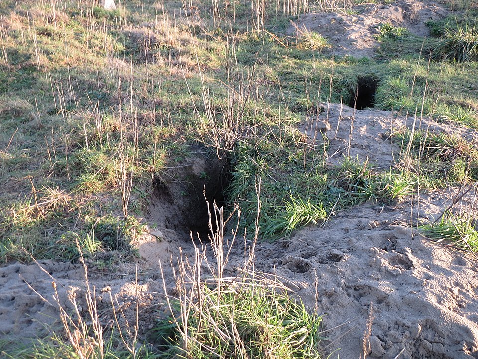 Entrances to a rabbit warren