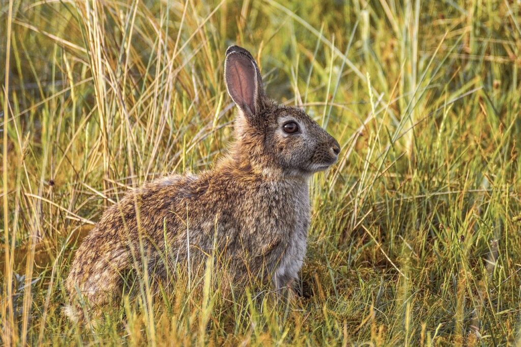 wild European rabbit