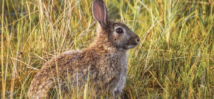 wild European rabbit