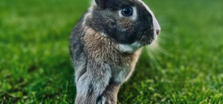 rabbit