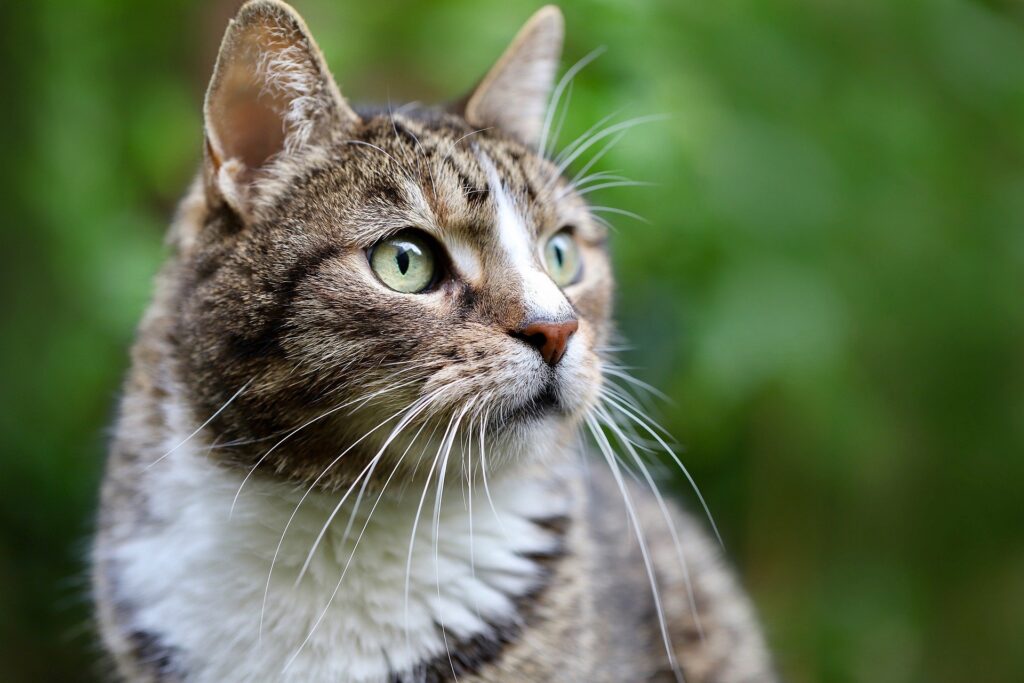 focused cat