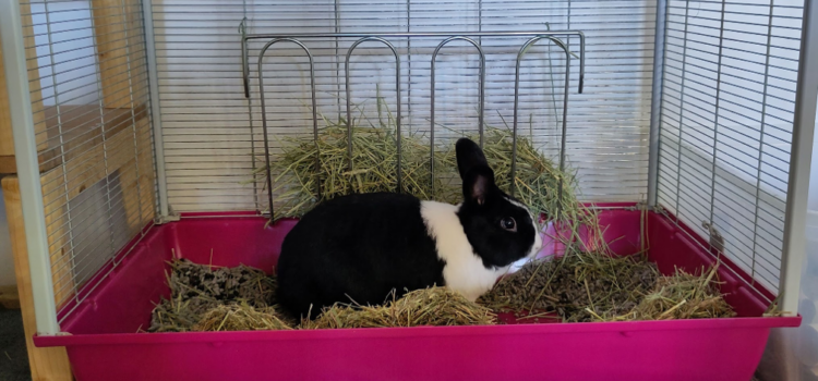 Perfecte toiletbak voor konijnen rabbit in a litter box